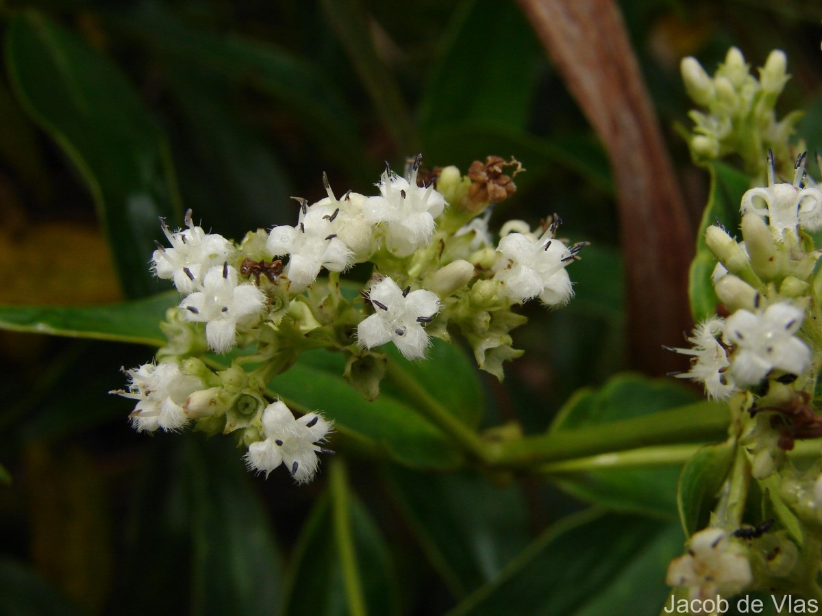 Hedyotis fruticosa L.